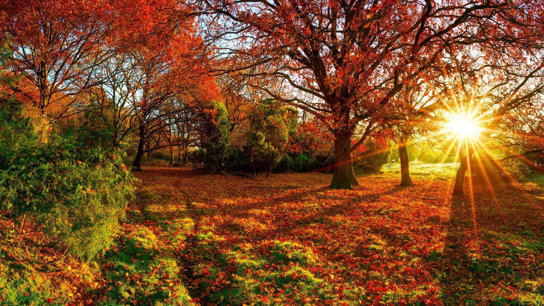Autumn Color Season Shopping: The Cheat Code Words For Warm, Rich Wardrobes - The Glow Guide