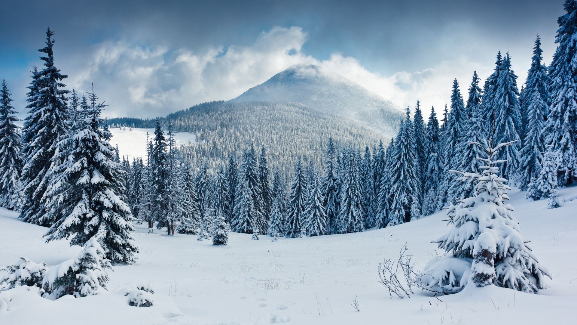 Winter Color Season: The Cheat Code Words That Tell You It's Yours - The Glow Guide